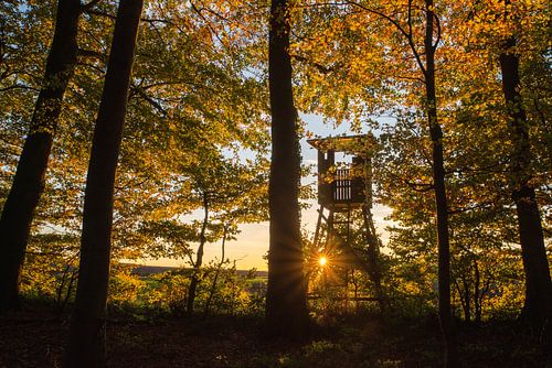 Journée d'automne dans la forêt