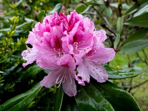 Fleur de rhododendron