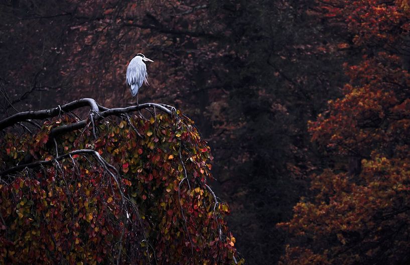 Heron on weeping beech by Carla van Zomeren
