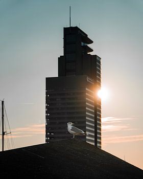 La mouette et la ville