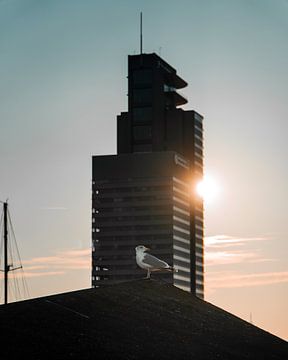 The seagull and the city by Marcel Kool