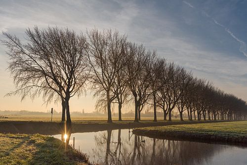 Bomenrij in polderlandschap in de Alblasserwaard