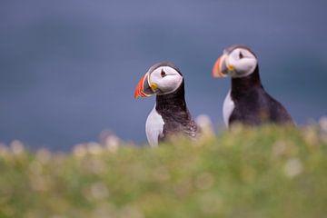 Puffins