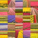 Blumenfeldercollage von Frans Blok Miniaturansicht