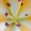 Luciferkop / Natures safety match van Wiljo van Essen