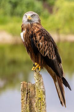 Rode Wouw, Milvus milvus. Roofvogel van Gert Hilbink