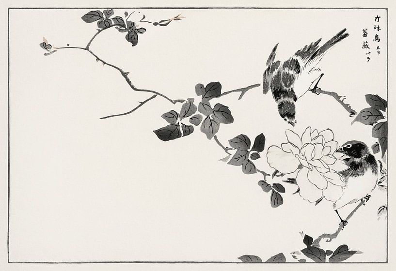 Illustration de Blue Robin et Rose par Numata Kashu par Studio POPPY