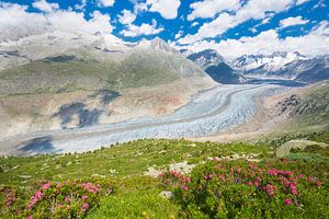 Le grand glacier d'Aletsch vu de Riederalp (Suisse)