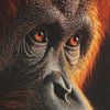 Orang-Utan in schillerndem Detail Intensiver Blick von Eva Lee