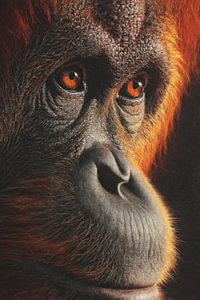 Orang-oetan in Oogverblindend Detail Intense Blik