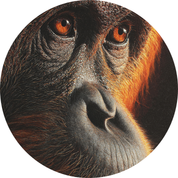 Orang-oetan in Oogverblindend Detail Intense Blik