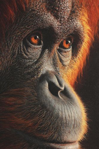 Orang-Utan in schillerndem Detail Intensiver Blick