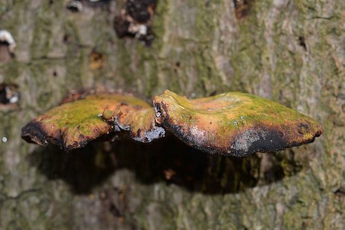 Mushrooms on a three