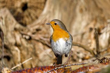 robin
