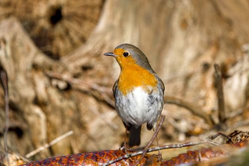 roodborst