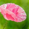 Pink poppy by Masselink Portfolio