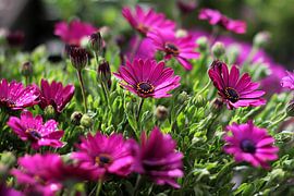 The Purple Daisies van Cornelis (Cees) Cornelissen