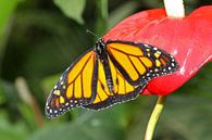 Monarch vlinder (Danaus Plexippus) von Antwan Janssen Miniaturansicht