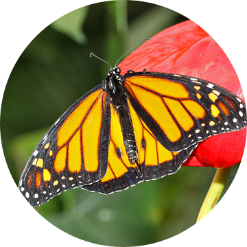 Monarch vlinder (Danaus Plexippus) van Antwan Janssen