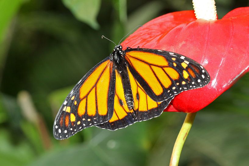 Monarch vlinder (Danaus Plexippus) von Antwan Janssen
