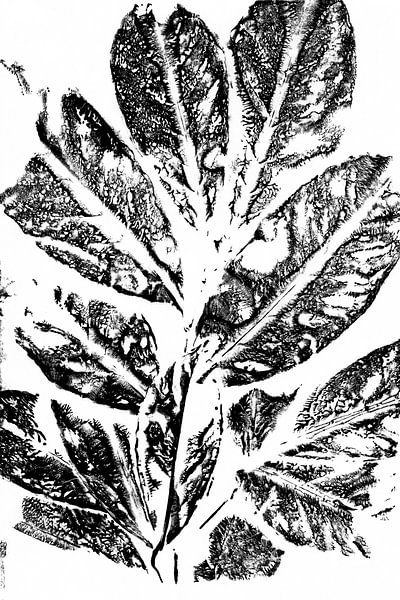 Schwarze Blätter im Retro-Stil. Moderne botanische minimalistische Kunst in Schwarz und Weiß. von Dina Dankers