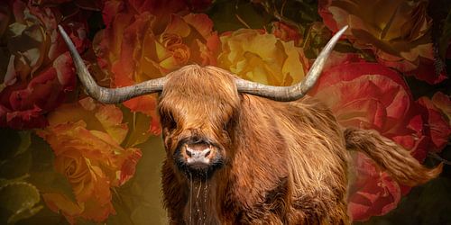 Schotse Hooglander met Rozen. Panorama.