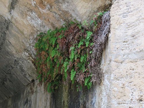 begroeiing onder de brug van Maja van Eijndthoven
