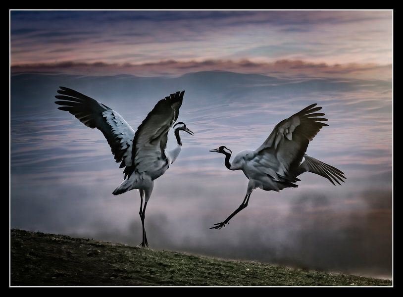 Dancing cranes. by Karl Andrén
