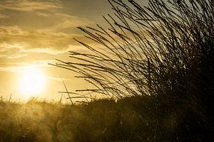 Silhouette d'herbe de dune sur Lima Fotografie