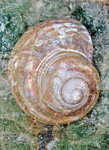 Sea snail shell mixed media