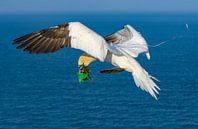 Party Animal (jan-van-gent) van Harry Eggens thumbnail