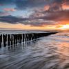 Têtes d'échasses sur la plage au coucher du soleil sur Arnoud van de Weerd