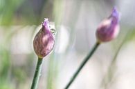 Makro von fast blühendem Schnittlauch von Miranda van Hulst Miniaturansicht