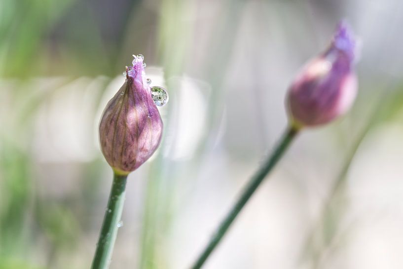 Macro de ciboulette presque fleurie par Miranda van Hulst