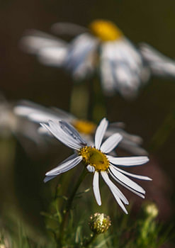 Marguerites sauvages