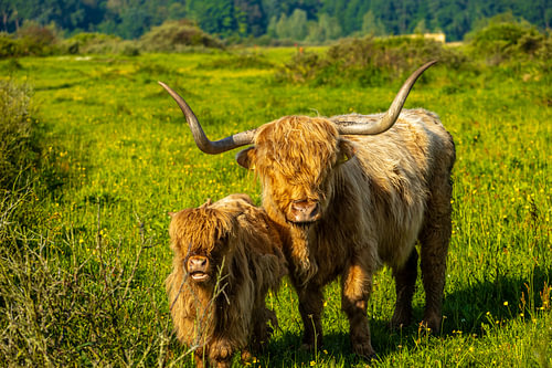 Samen sterk