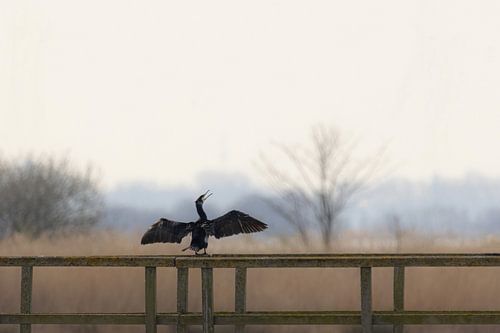 Cormorant dries its wings