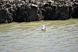 Seagull in the water by Philipp Klassen