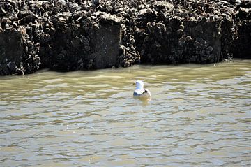 Zeemeeuw in het water van Philipp Klassen