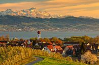 Fruit tree blossom at Lake Constance by Markus Lange thumbnail