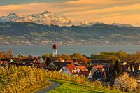 Fruit tree blossom at Lake Constance