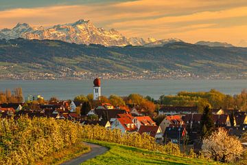 Fruitboom bloesem aan de Bodensee van Markus Lange