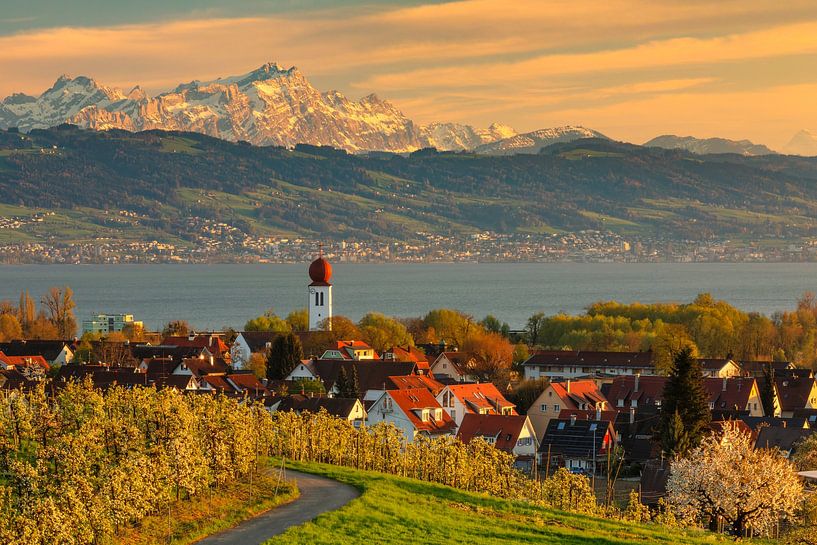 Fruit tree blossom at Lake Constance by Markus Lange