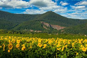 Sommer im Elsass mit Blick auf den Odilienberg