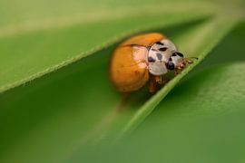 Ladybug by Kim de Been