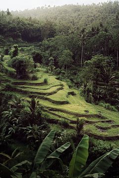 Natuurlijke Sereniteit: Een Balinese Rijstveld Symfonie van Sharon Kastelijns