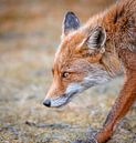 Fuchs von Andy van der Steen - Fotografie Miniaturansicht