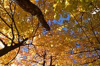 A maple forest in autumn by Claude Laprise thumbnail