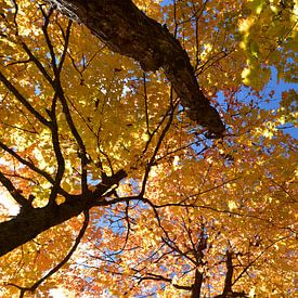 A maple forest in autumn by Claude Laprise