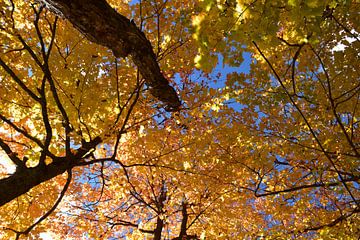 A maple forest in autumn by Claude Laprise